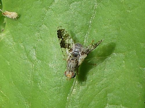 Tephritis formosa